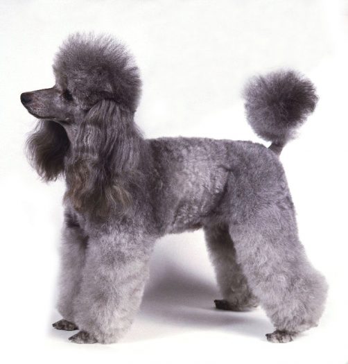 gray poodle e1475072635365